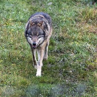 L'Université de Neuchâtel a le projet très controversé de créer un centre d'études autour du loup. [Keystone - Alexandra Wey]