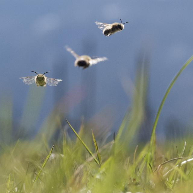 Des abeilles sauvages volent au-dessus d'une prairie à Valençon (VS). [Keystone - Alessandro della Valle]