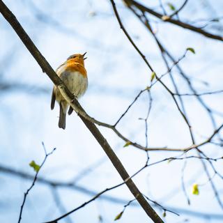 Le rouge-gorge a été élu oiseau de l'année 2025. [Keystone - DPA/Frank Rumpenhorst]