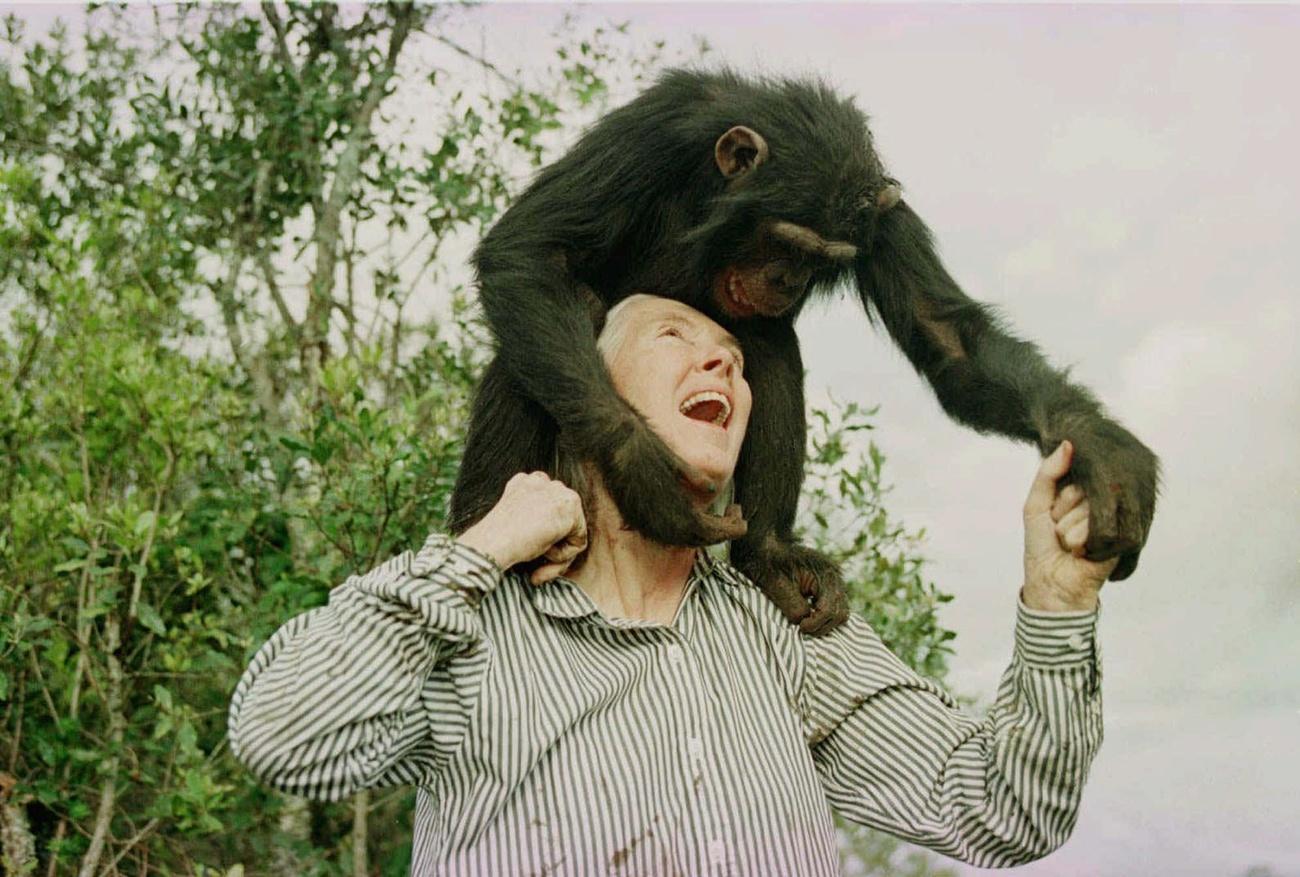 Jane Goodall joue avec Bahati, une femelle chimpanzé de 3 ans, au sanctuaire de Sweetwaters, le 6 décembre 1997. Lorsque de jeunes chimpanzés orphelins arrivent au sanctuaire, ils reçoivent beaucoup d'affection pour compenser la perte de leur mère. [KEYSTONE - JEAN-MARC BOUJU]