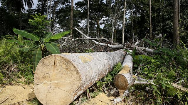 En Côte d'Ivoire, près de 90% de la couverture forestière a disparu depuis l'indépendance en 1960. [Keystone/EPA-EFE - Legnan Koula]
