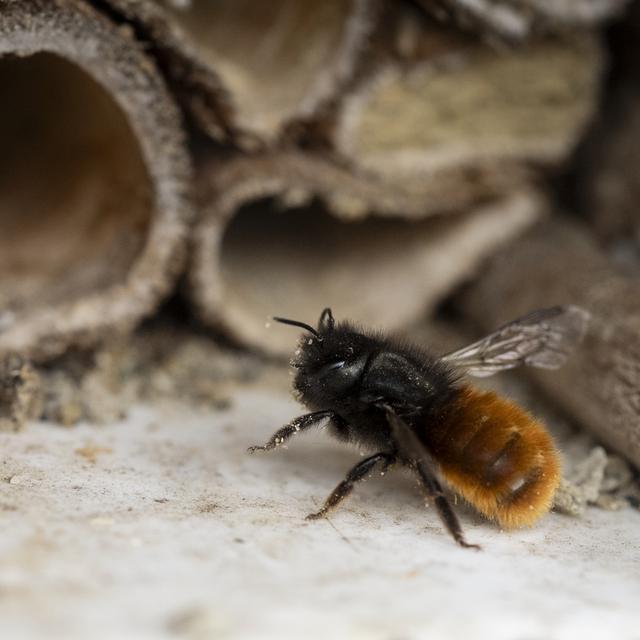 Sur les 615 espèces d'abeilles sauvages en Suisse, près de la moitié sont menacées. [Keystone - Gaetan Bally]