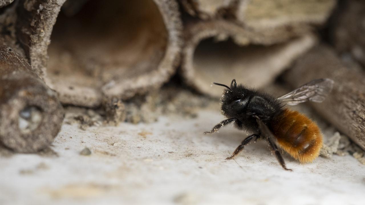 Sur les 615 espèces d'abeilles sauvages en Suisse, près de la moitié sont menacées. [Keystone - Gaetan Bally]