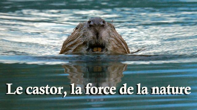 Le castor, la force de la nature 