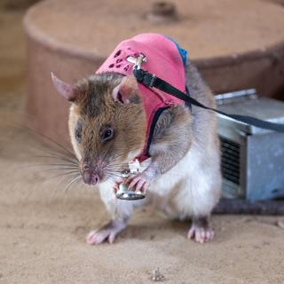 Des rats élevés pour détecter mines, maladies et trafic d’espèces protégées. [APOPO/ Betty Nandera Kate Fei Toto - APOPO/ Betty Nandera Kate Fei Toto]