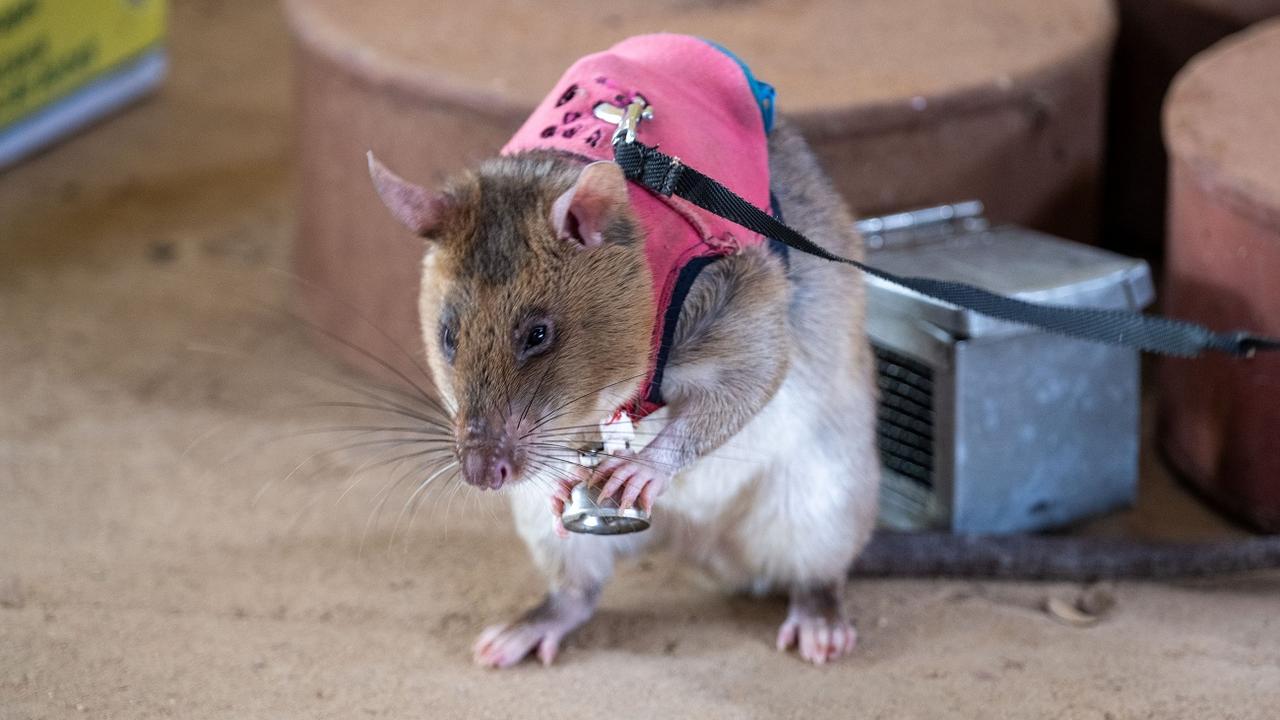 Des rats élevés pour détecter mines, maladies et trafic d’espèces protégées. [APOPO/ Betty Nandera Kate Fei Toto - APOPO/ Betty Nandera Kate Fei Toto]