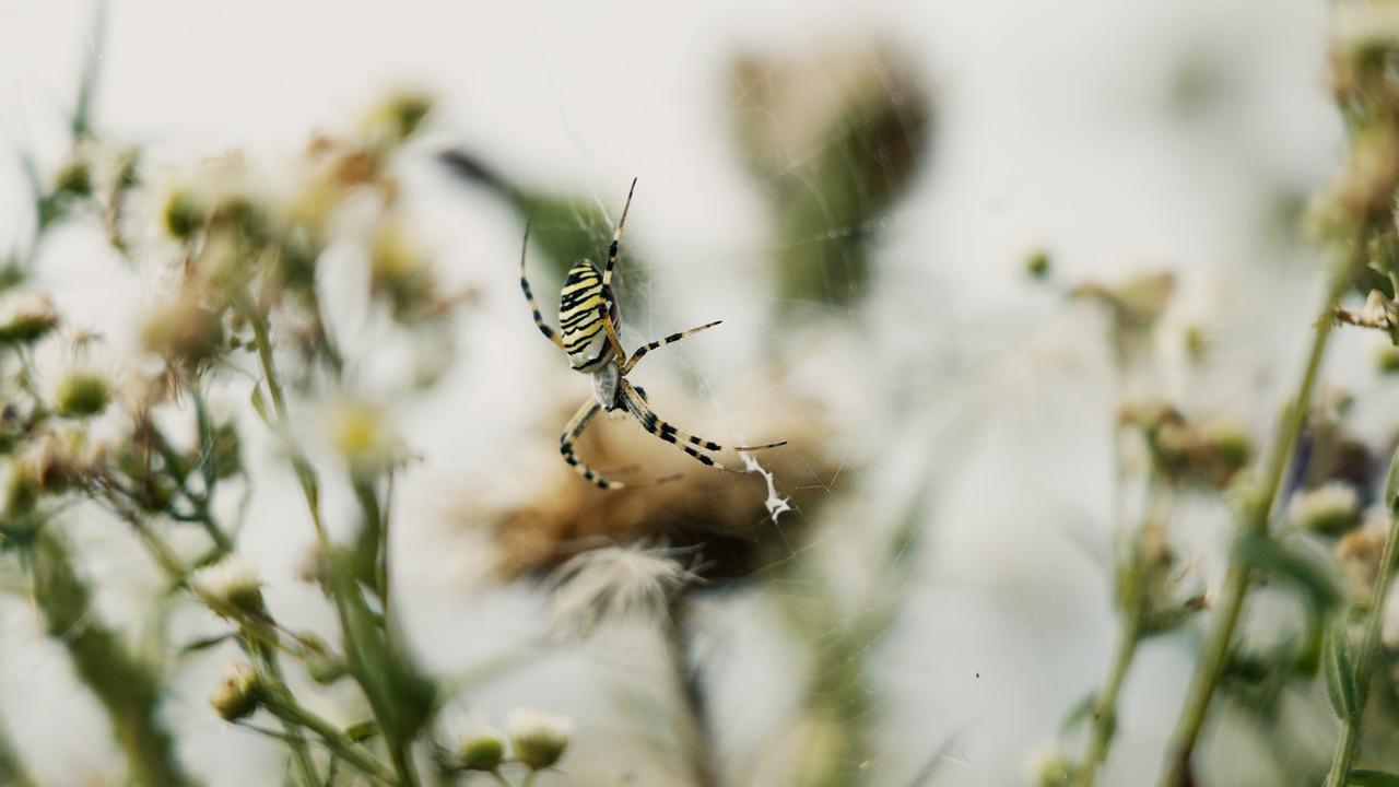 L'argiope frelon, dont les motifs permettent à l'espèce de se camoufler dans les herbes.