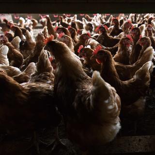 Pour protéger les poules pondeuses contre la grippe aviaire, elles doivent être alimentées et abreuvées dans un poulailler fermé, inaccessible aux oiseaux se trouvant à l'extérieur. [Keystone - Laurent Gillieron]