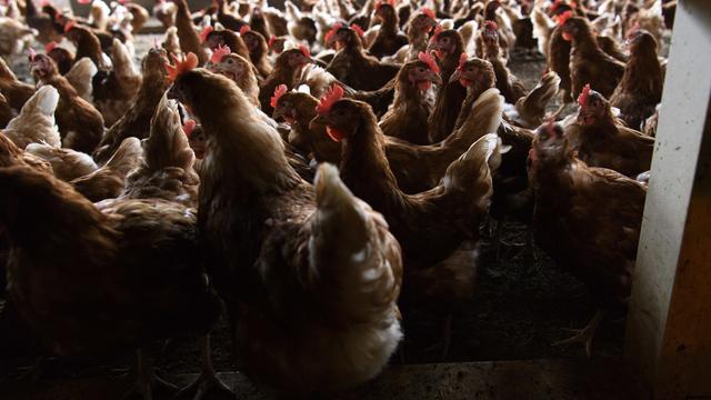 Pour protéger les poules pondeuses contre la grippe aviaire, elles doivent être alimentées et abreuvées dans un poulailler fermé, inaccessible aux oiseaux se trouvant à l'extérieur. [Keystone - Laurent Gillieron]