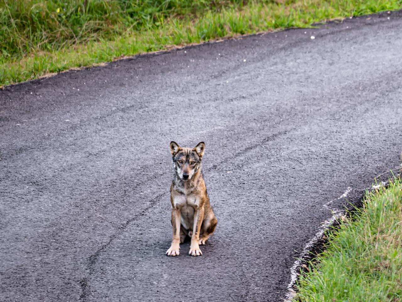 Les loups empruntent souvent les mêmes routes et chemins que nous pour se déplacer. [Julien Regamey]