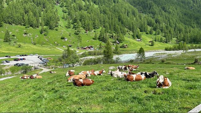 L'alpage de Sébastian Curchaud à Zinal en Valais. [Sébastian Curchaud]