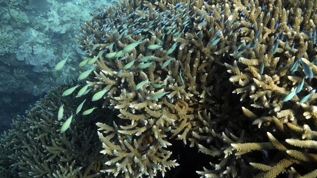 Grande Barrière de corail: la température de l'eau à son plus haut depuis 400 ans. [KEYSTONE - SAM MCNEIL]