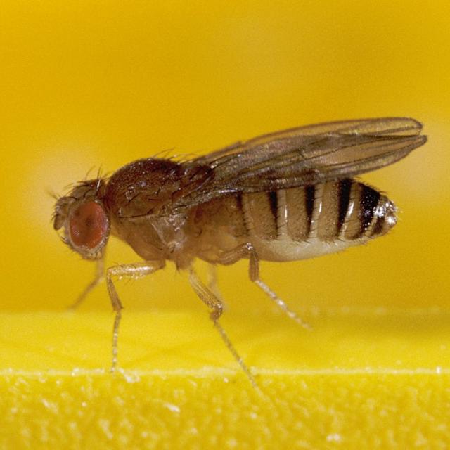 Une drosophile. [AFP - Bartomeu Borrell / Biosphoto]