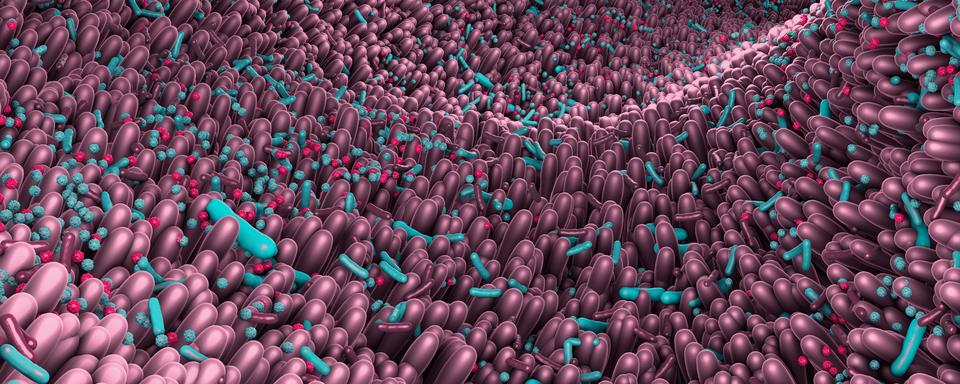 Le b.a.-ba du microbiote, ou plutôt des microbiotes. [Depositphotos - Burgstedt]