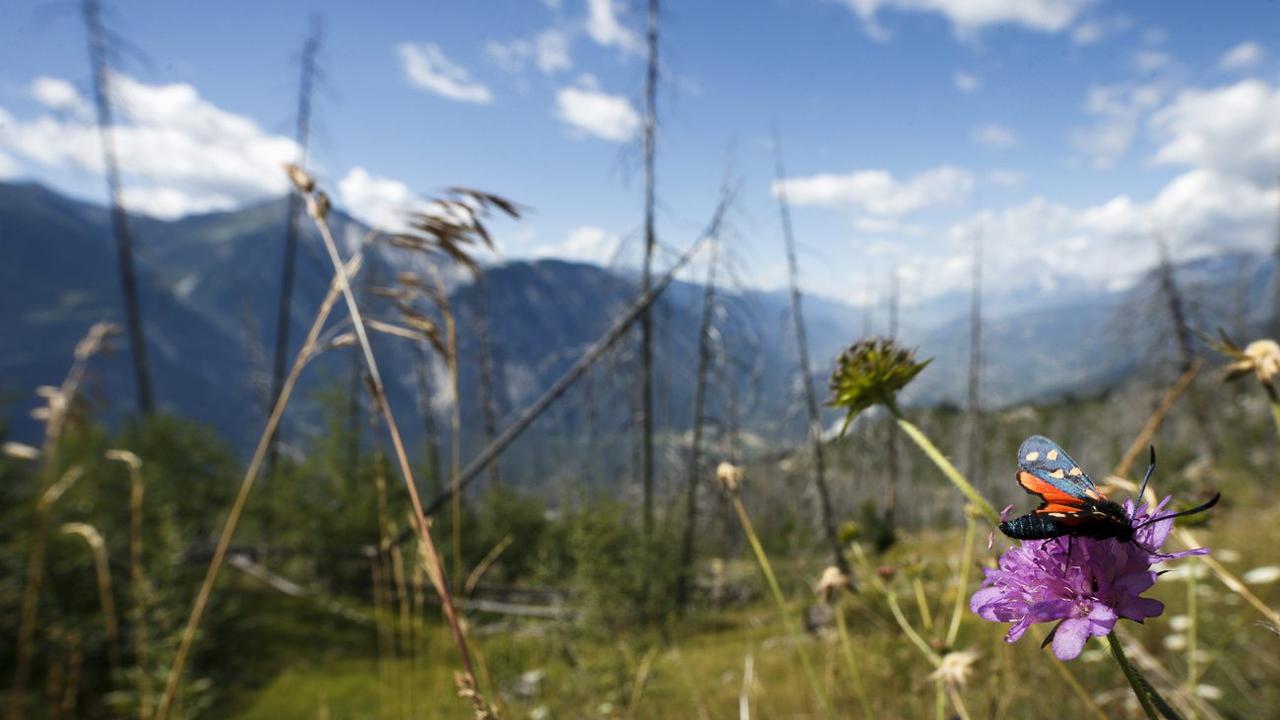 Le 22 septembre, le peuple suisse se prononcera sur l'état de la biodiversité en Suisse. [Keystone - Valentin Flauraud]