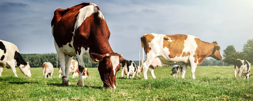 Troupeau de vaches au champ. [Depositphotos - Paulgrecaud]