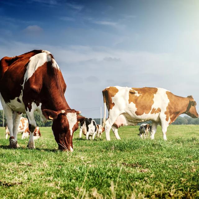 Troupeau de vaches au champ. [Depositphotos - Paulgrecaud]