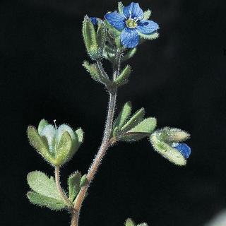 Veronica triphyllos L. [© 2022, Konrad Lauber – Flora Helvetica – Haupt Verlag]