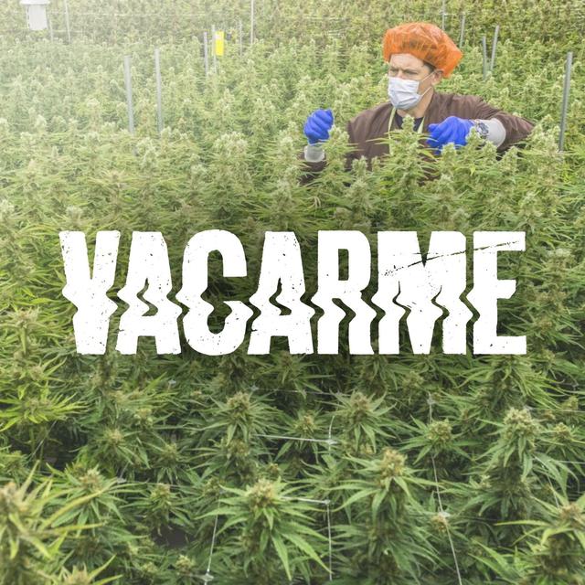Vac cannabis 5/5:  Darren Karasiuk, employé de MedReleaf, une entreprise productrice de cannabis médical, à Markham au Canada. [AFP - Warren Toda]
