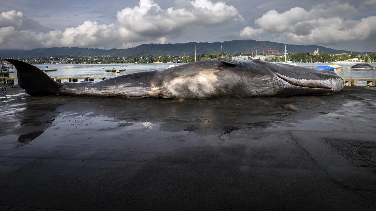 Un faux cachalot de quinze mètres échoué au bord du lac de Zurich. [KEYSTONE - MICHAEL BUHOLZER]