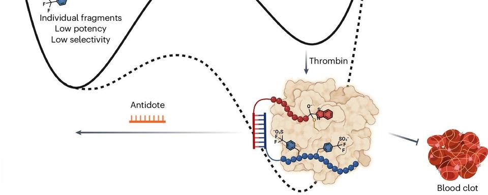 Des scientifiques de lʹUniversité de Genève (UNIGE), en collaboration avec lʹUniversité de Sydney en Australie, ont mis au point un nouvel anticoagulant dont lʹaction peut être rapidement stoppée grâce à un "antidote" associé. Ensemble, ils permettent une meilleure gestion des risques de complications hémorragiques. [UNIGE/Nature]