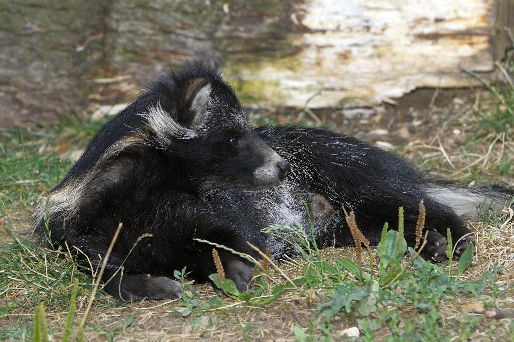 Un chien viverrin, tanuki en japonais. Son nom scientifique est Nyctereutes procyonoides. [Leemage via AFP]