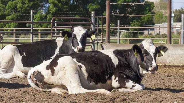 L'Université UC Davis, en Californie, participe à une expérimentation visant à transformer le microbiote des vaches, ou leur flore intestinale, pour qu'elles cessent de roter du méthane, un gaz à effet de serre. [UC Davis - Dpt of animal Science]