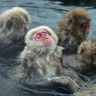 Des macaques japonais se prélassent dans l'eau de sources chaudes naturelles. [Depositphotos - SURZet]