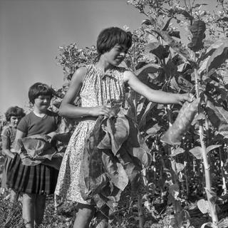 Des enfants ont été engagés pour travailler dans l'industrie du tabac jusqu'au moins dans les années 1960 en Suisse. [Keystone - Alain Gassmann]