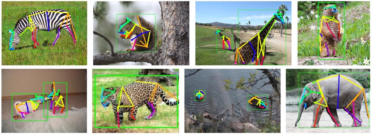 Le programme SuperAnimal prédit ici 39 points-clefs avec un seul modèle quadrupède pour différentes espèces. [nature.com - S. Ye, M.W. Mathis & al.]