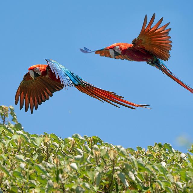 Des perroquets sauvages qui volent dans un parc argentin. [Keystone/EPA - Matias Rebak]