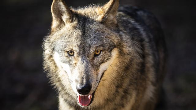 Vingt loups abattus dans les Grisons. [Keystone - Michael Buholzer]