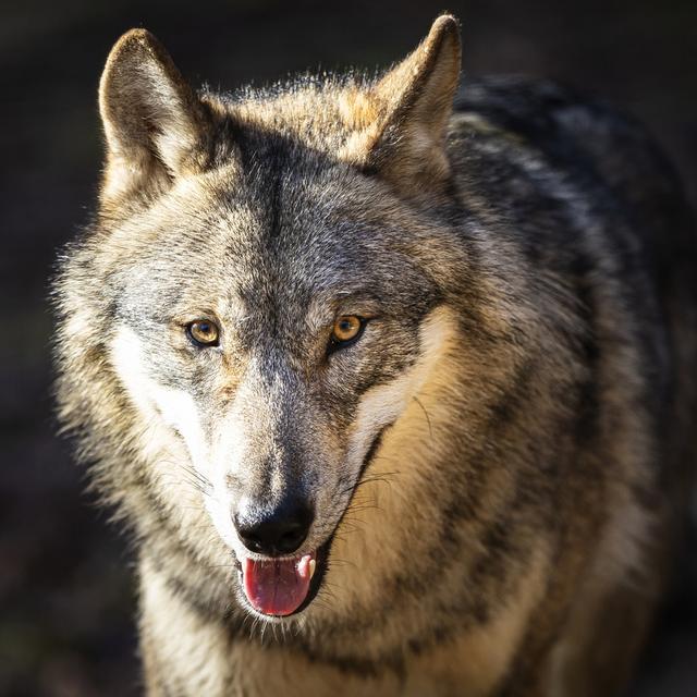 Vingt loups abattus dans les Grisons. [Keystone - Michael Buholzer]