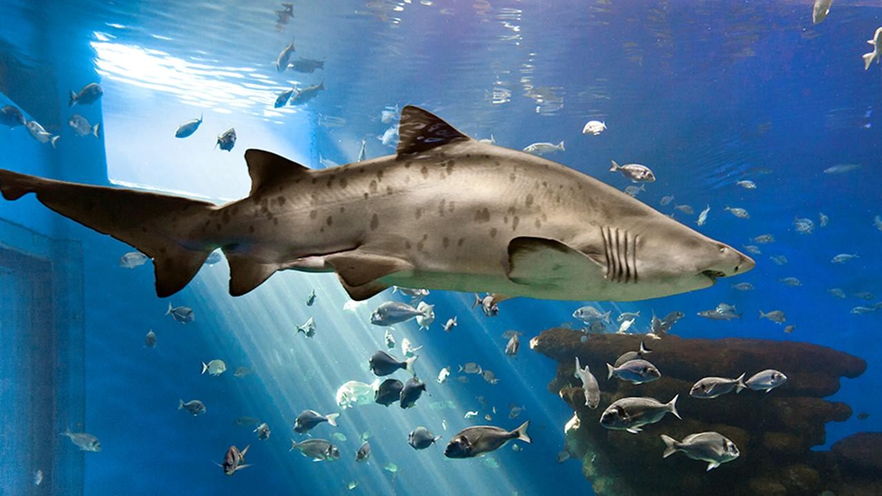 Spécimen de requin-taureau en captivité [Wikipedia - Palma Aquarium]