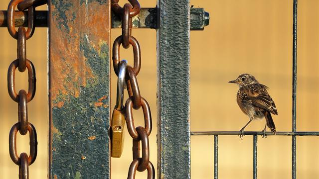 "Free as a Bird" (Libre comme l'air), Alberto Román Gómez, Espagne, vainqueur dans la catégorie "10 ans et moins". [KEYSTONE - ALBERTO ROMAN GOMEZ]