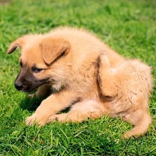 Un chien qui se gratte. [Depositphotos - © Timoshenkooph30]