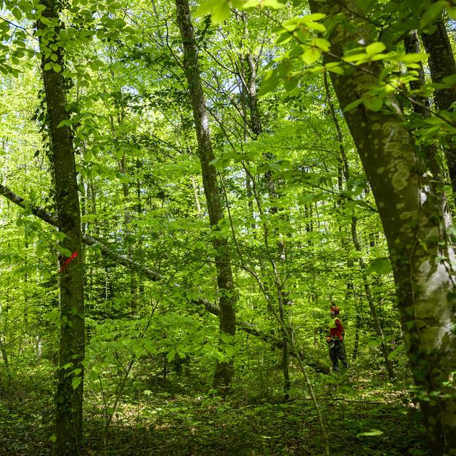 Un bûcheron coupe un arbre pour donner plus d'espace a un érable dans une forêt jurassienne. Cœuve, le 4 mai 2023. [Keystone - Jean-Christophe Bott]