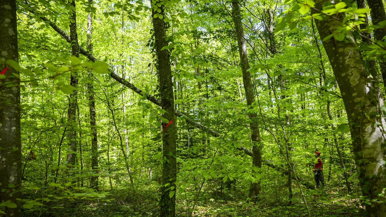 Un bûcheron coupe un arbre pour donner plus d'espace a un érable dans une forêt jurassienne. Cœuve, le 4 mai 2023. [Keystone - Jean-Christophe Bott]