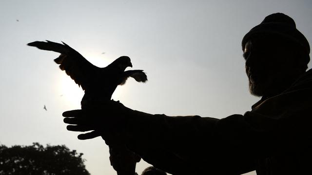 Un homme portant un pigeon. [afp - Sajjad Hussain]