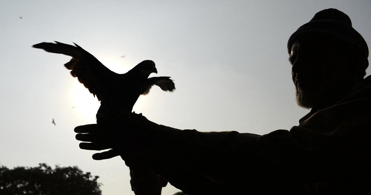 Accusé d'espionnage, un pigeon est finalement blanchi et relâché en Inde