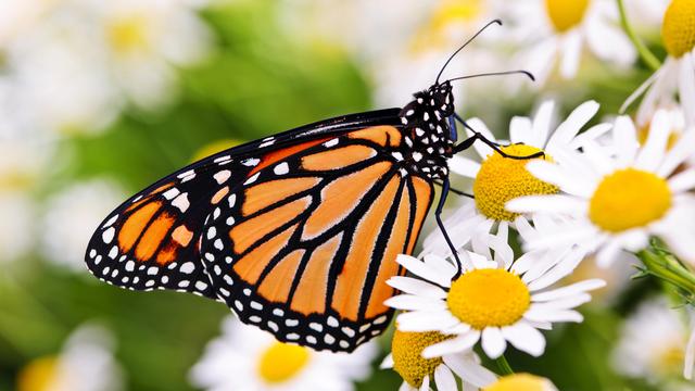 Papillon monarque. [Depositphotos - Elenathewise]