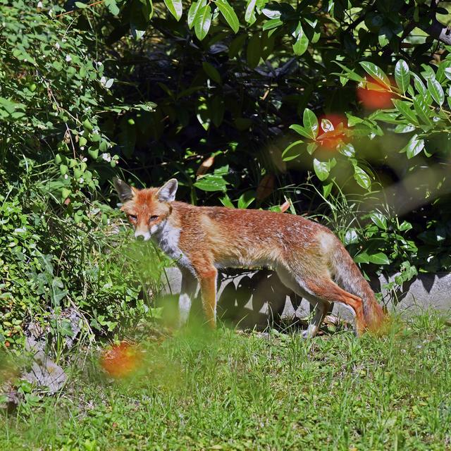 Un renard à l'affût d'une présence vivante dans un jardin d'une habitation citadine à Zurich (image d'illustration). [Keystone - Walter Bieri]