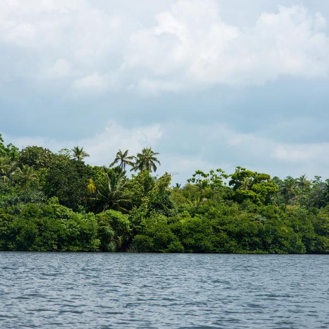 Forêt tropicale [Depositphotos - Alebloshka]