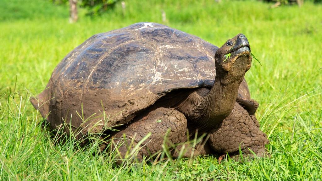 La tortue géante des Galapagos (Chelonoidis chathamensis) peut vivre plus de 100 ans. San Cristobal Island, Equateur. [robertharding via AFP - Barry Davis]