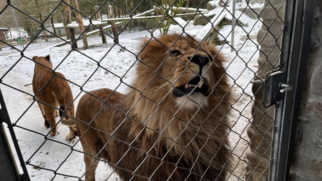 Un lion au zoo de Servion [RTS - Cédric Guigon]