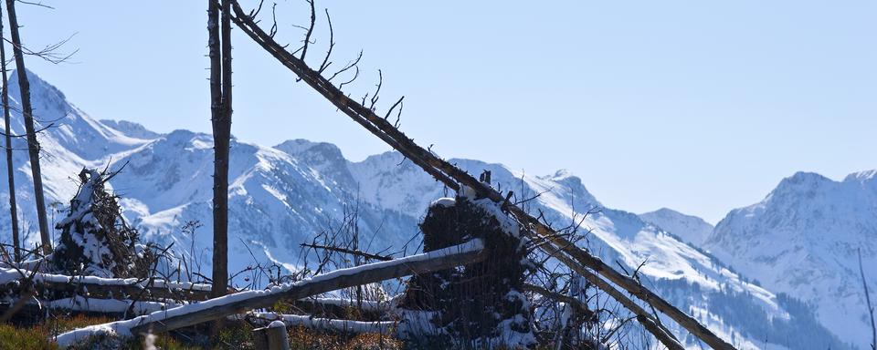 Les stigmates de l'ouragan Lothar, ici en 2009 dans le canton de Berne. [Keystone - Gaetan Bally]