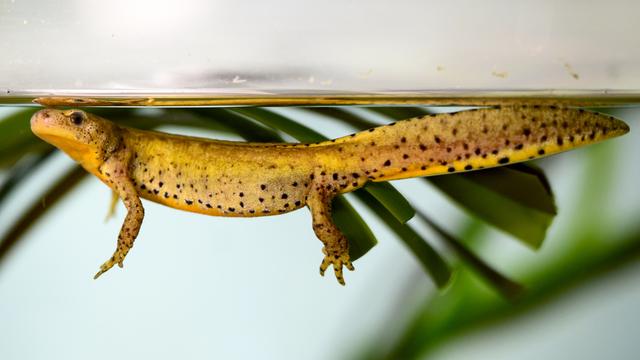 Un triton alpestre photographié dans la nurserie d'Aquatis à Lausanne. [Keystone - Laurent Gillieron]