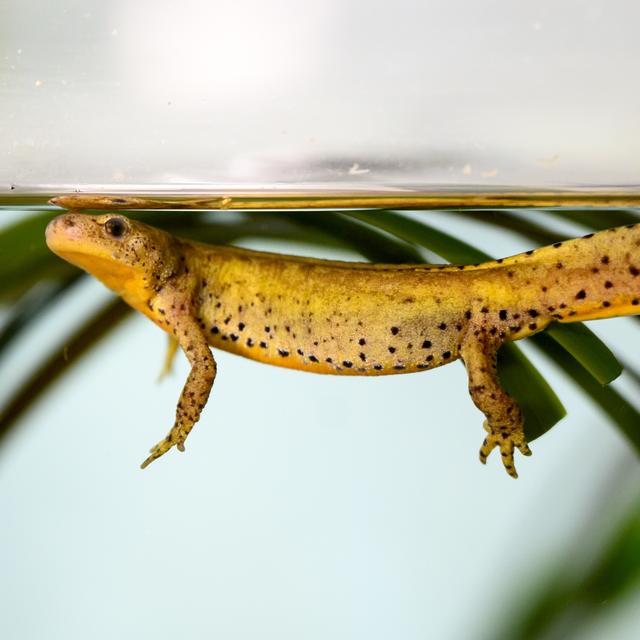 Un triton alpestre photographié dans la nurserie d'Aquatis à Lausanne. [Keystone - Laurent Gillieron]