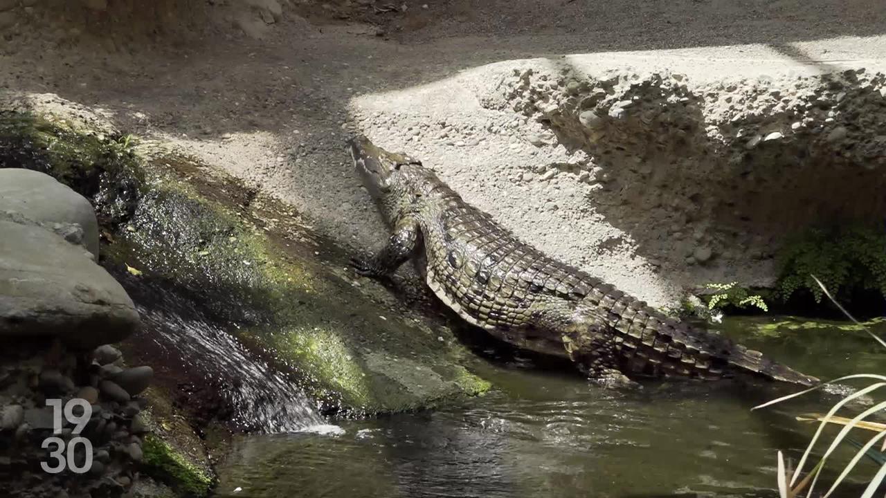 Bâle: Le plus vieux zoo de Suisse fête ses 150 ans