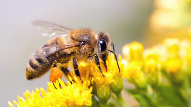 Le laboratoire de Philipp Engel à l'UNIL est spécialisé dans lʹétude des interactions entre le microbiote intestinal et son hôte, lʹabeille. [Depositphotos - Laures]